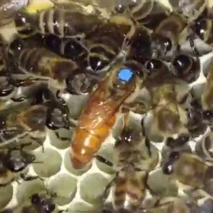 Mated Italian Queen Bee
