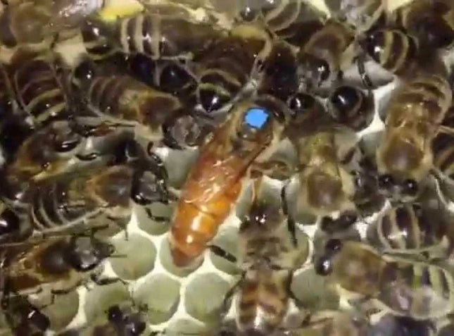 Mated Italian Queen Bee
