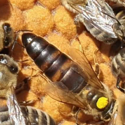 Mated Hybrid Queen Bee