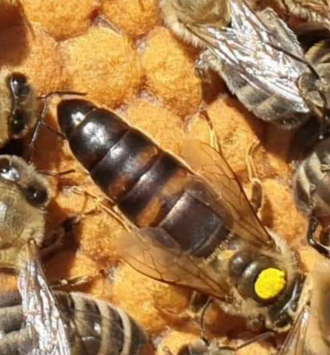 Mated Hybrid Queen Bee