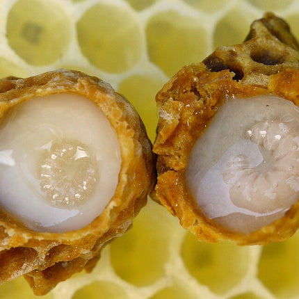 Royal Jelly - Pure