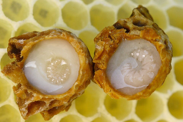 Royal Jelly - Pure