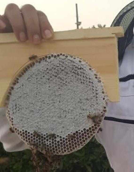 Circular Comb Honey
