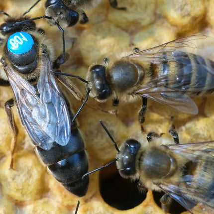 Mated Carniolan Queen Bee