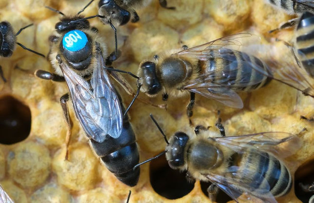 Mated Carniolan Queen Bee